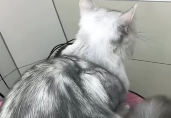 猫咪皮肤过敏怎么办？尤尼菲unifere以科学根源护理守护爱宠健康