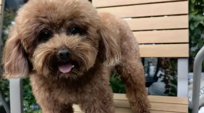 将茶杯泰迪交给妈妈养，半年后变成新品种——茶缸泰迪？