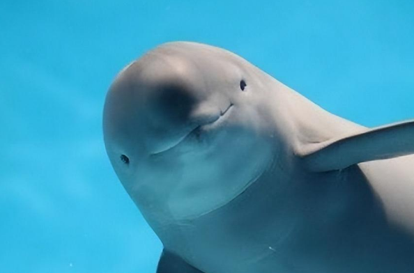 江豚用肺呼吸吗 江豚用肺呼吸吗