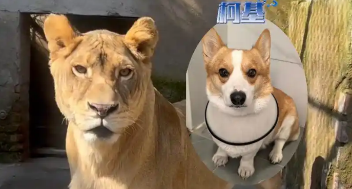 江苏徐州九顶山野生动物园的一只非洲狮因天生短腿意外走红网络 江苏徐州九顶山野生动物园的一只非洲狮因天生短腿意外走红网络