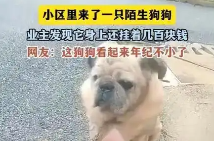 湖南老狗颈挂数百元小区求收养 字条藏牵挂,爱心母女暖心接盘 湖南老狗颈挂数百元小区求收养 字条藏牵挂,爱心母女暖心接盘