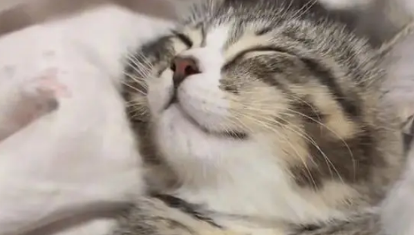 男子暴雨天捡回一只流浪猫,养了两个月后,小猫越来越好看 男子暴雨天捡回一只流浪猫,养了两个月后,小猫越来越好看