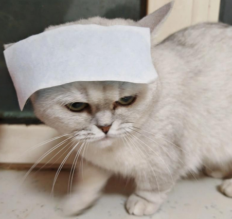 猫咪发烧怎么处理比较好