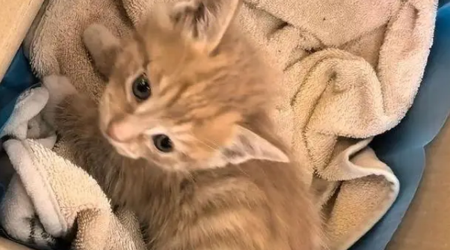 忘关车窗喜提流浪猫一家,厌猫车主立马心软,暖心安置被赞爆 忘关车窗喜提流浪猫一家,厌猫车主立马心软,暖心安置被赞爆