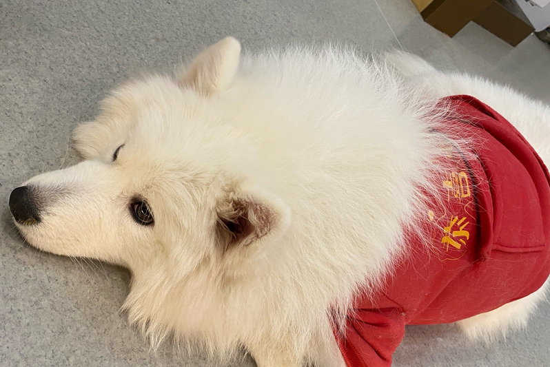 狗狗驱虫后食欲下降怎么办吃什么药