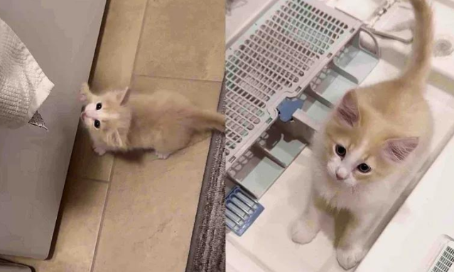 小小萌猫惨遭遗弃，一人一猫的守护，温暖救赎了流浪的生命