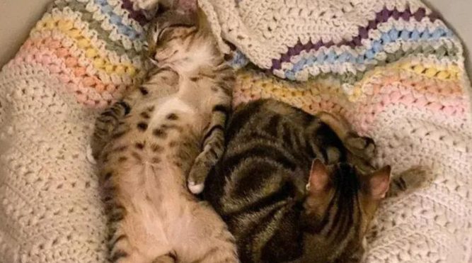 领养两只小猫后,她回头成全了三小只,好兄弟一个都不能少 领养两只小猫后,她回头成全了三小只,好兄弟一个都不能少