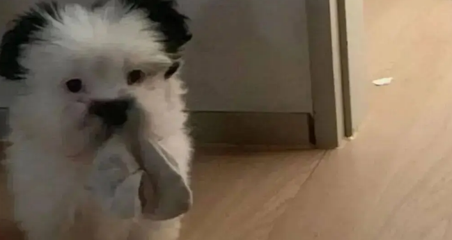 网友晒家里的混血狗宝,笑哭了,它怎么又老又年轻的 网友晒家里的混血狗宝,笑哭了,它怎么又老又年轻的