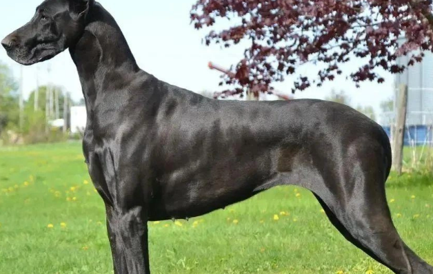 大丹犬的起源、特征与饲养指南 大丹犬的起源、特征与饲养指南