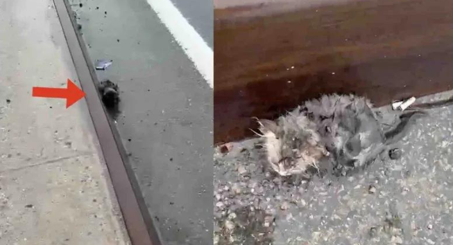 落单小奶猫惊险求生，意外收获暖心猫友