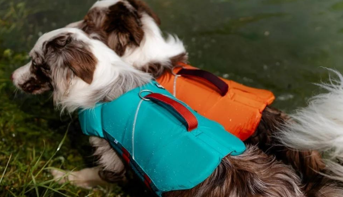 宠物经济新风口:千亿“玩水搭子”引爆跨境掘金热浪! 宠物经济新风口:千亿“玩水搭子”引爆跨境掘金热浪!