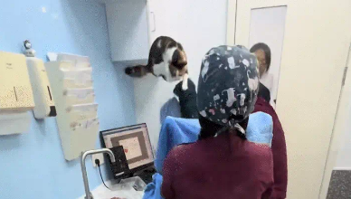 猫咪绝育前上蹿下跳，根本捉不住，像火锅里狡猾的宽粉 