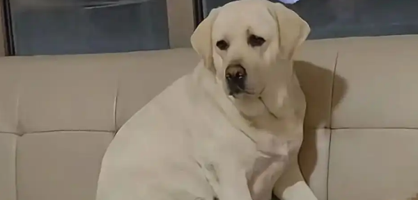 青岛女子刷视频刷到自己的狗在长沙,当事人:丢了三个月 青岛女子刷视频刷到自己的狗在长沙,当事人:丢了三个月