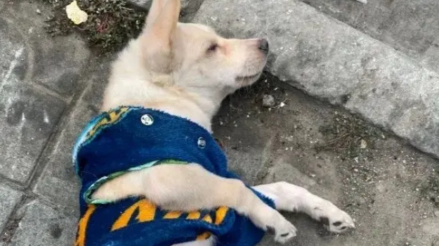 受伤小狗遭主人遗弃,医院里它仍摇尾巴,无奈医药费成无底洞 受伤小狗遭主人遗弃,医院里它仍摇尾巴,无奈医药费成无底洞