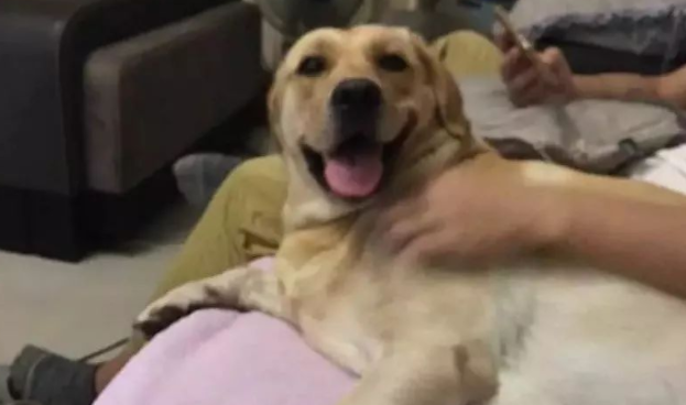 狗狗成了网友的情敌，男朋友直呼冤枉 