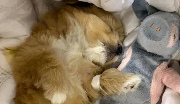 妹子用火腿肠跟流浪狗妈妈换了只宝宝,这不赚大啦! 妹子用火腿肠跟流浪狗妈妈换了只宝宝,这不赚大啦!