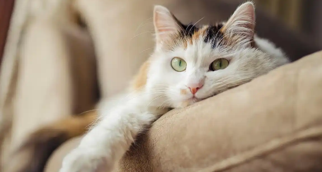 猫咪尿液带血是泌尿感染吗