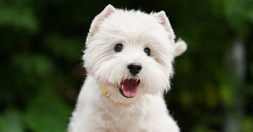 狗怀孕全身发抖正常吗 狗怀孕全身发抖正常吗