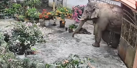 野生亚洲象悠闲“串门” 觅食无果“礼貌”离开