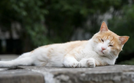 猫腿上开始多处溃烂是什么病