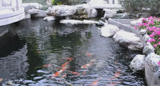 锦鲤鱼：吉祥、长寿与健康的象征及其深远意义