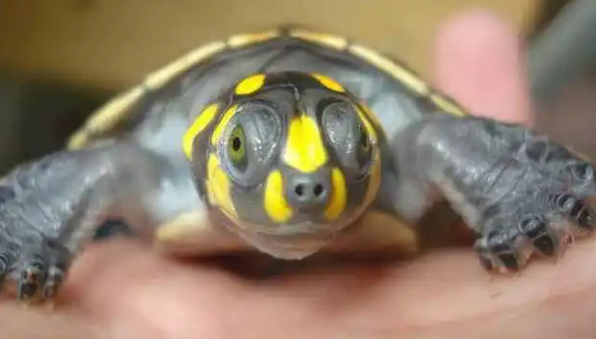 黄头侧颈龟龟壳发白：四大诱因与科学应对指南