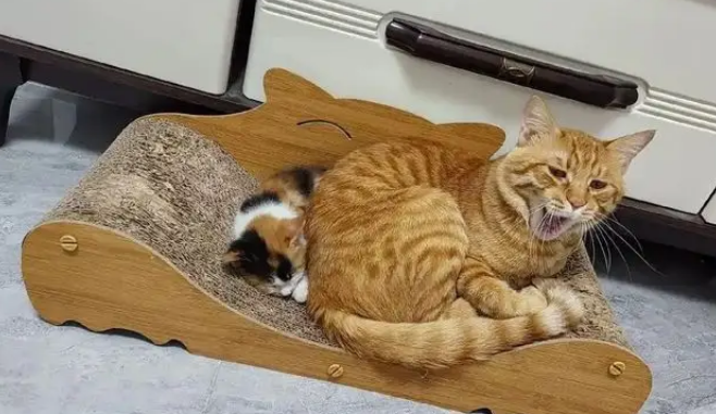 猫妈带娃也看颜值,丑娃全丢给铲屎官,家庭“帝”位一目了然 猫妈带娃也看颜值,丑娃全丢给铲屎官,家庭“帝”位一目了然