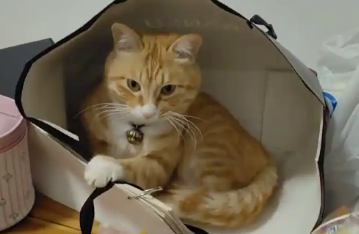 猫咪突然伸懒腰，吐舌头表情搞怪。网友：听说宠物都随主人