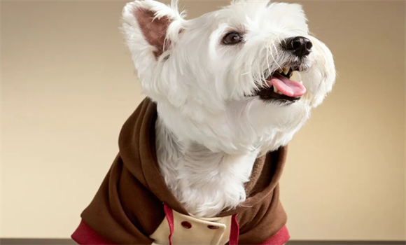 宠物服饰品牌有哪些?iCOOLULU酷噜噜让宠物穿搭兼具舒适与时尚! 宠物服饰品牌有哪些?iCOOLULU酷噜噜让宠物穿搭兼具舒适与时尚!