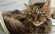 猫咪中耳炎会自愈吗