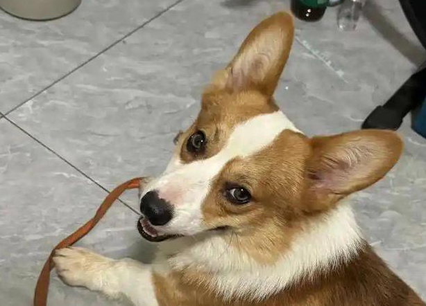 未拴绳柯基挑衅拴绳马犬,被咬后主人暴起,怒砸20分钟 未拴绳柯基挑衅拴绳马犬,被咬后主人暴起,怒砸20分钟