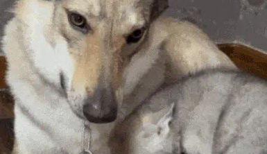 网友不满自家狗儿子长相,给儿媳妇另找了个模子狗 网友不满自家狗儿子长相,给儿媳妇另找了个模子狗