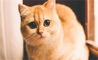 猫咪皮肤出现红疹是过敏了吗