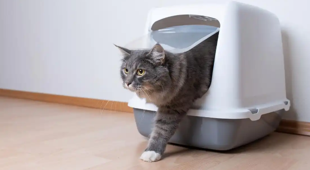 猫咪乱尿是糖尿病的早期症状吗