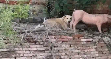 猪狗被困10天,猪饿出马甲线,拉布拉多却胖出啤酒肚 猪狗被困10天,猪饿出马甲线,拉布拉多却胖出啤酒肚