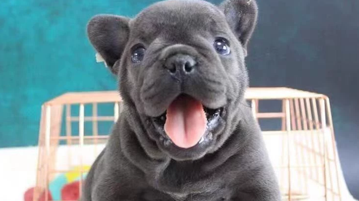超有个性的蓝牛犬：颜值与温柔并存的家庭伴侣