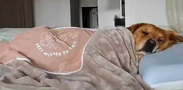 铲屎官在公司里当牛做马，自家毛孩子却在家里呼呼大睡