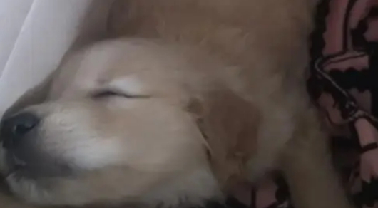 捡回的流浪狗僵坐3小时不敢睡,暖心守护3天,直接翻着肚皮酣睡 捡回的流浪狗僵坐3小时不敢睡,暖心守护3天,直接翻着肚皮酣睡