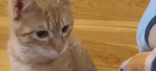 猫妈带娃也看颜值,丑娃全丢给铲屎官,家庭“帝”位一目了然 猫妈带娃也看颜值,丑娃全丢给铲屎官,家庭“帝”位一目了然