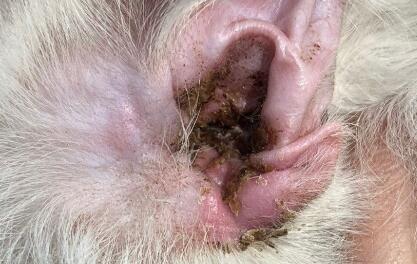 小猫有耳螨怎么清理？