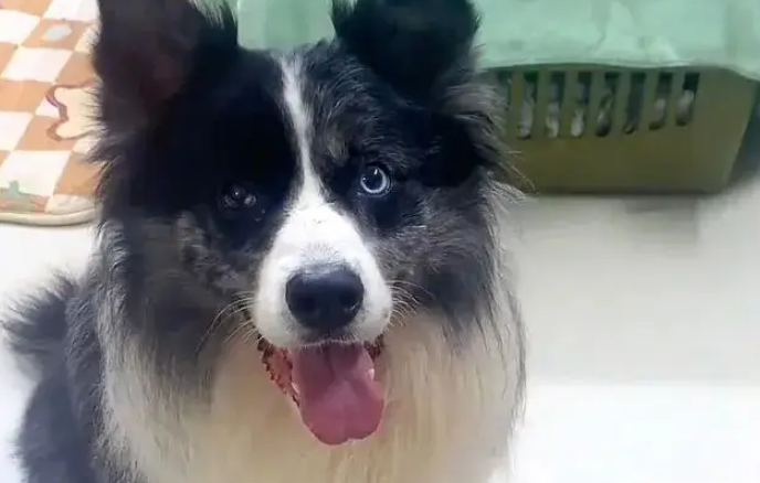 网友在外挨欺负跟边牧诉苦,边牧让他带打狗拍出门 网友在外挨欺负跟边牧诉苦,边牧让他带打狗拍出门