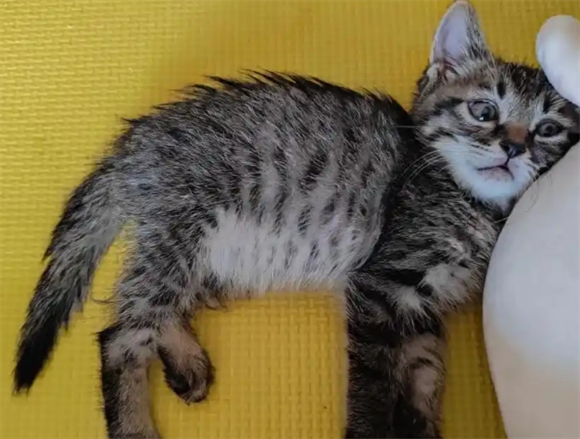 猫白血病会传染给别的猫吗