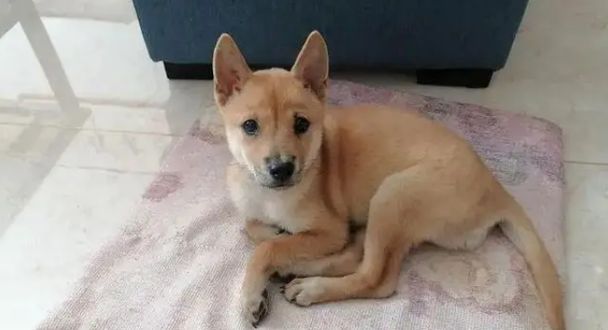 网购金毛收到小土狗，被商家神回复气笑，从嫌弃到真香只用半年！