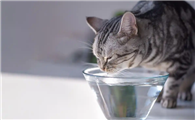 猫不爱喝水怎么办