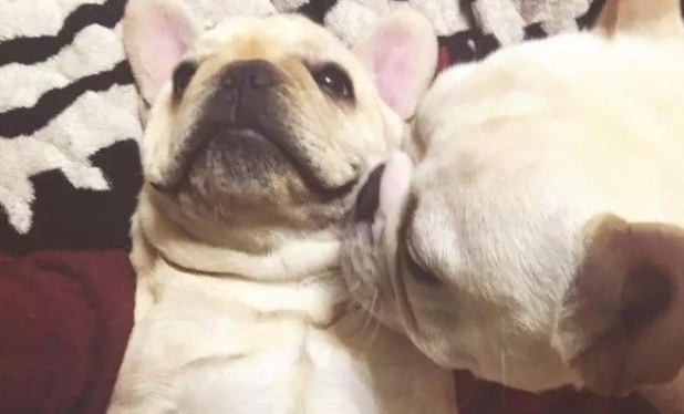 狗狗吃饭有这毛病，原来竟和睡姿有关 