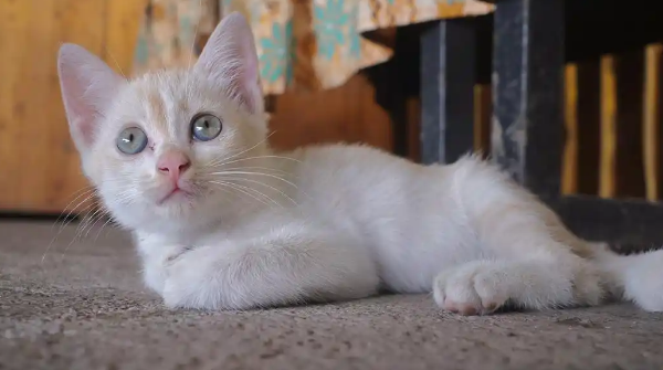 猫咪真菌感染部位红肿怎么办