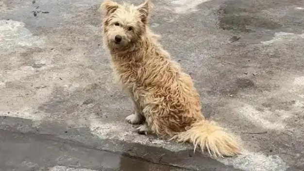 主人将新生狗崽扔河里，狗妈跳河救子摔断腿，有心救助却无力承担