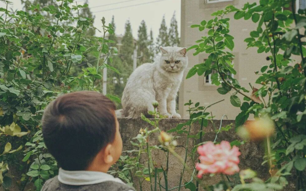 新瑞鹏“变局”:高瓴资本改革宠物医疗巨头 新瑞鹏“变局”:高瓴资本改革宠物医疗巨头