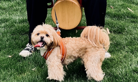 高铁携宠新体验,这些城市的铲屎官们有福了 高铁携宠新体验,这些城市的铲屎官们有福了