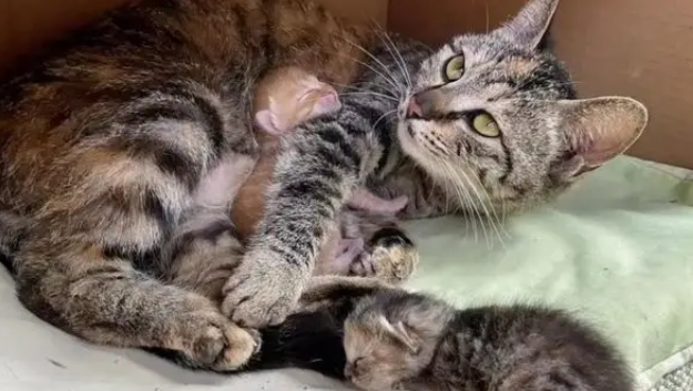 忘关车窗喜提流浪猫一家,厌猫车主立马心软,暖心安置被赞爆 忘关车窗喜提流浪猫一家,厌猫车主立马心软,暖心安置被赞爆
